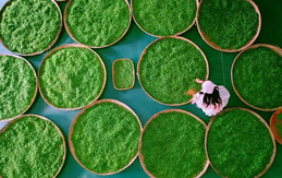 五部门联合发布茶产业提质升级指导意见